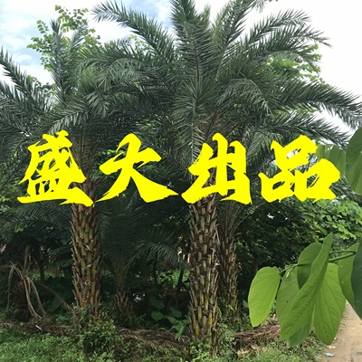 贵州中东海枣树价格 云南中东海枣批发 浙江银海枣基地热带棕榈树