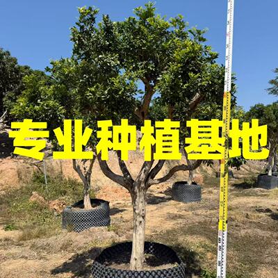 福建造型九里香批发 全冠七里香报价 多杆丛生九里香基地供应