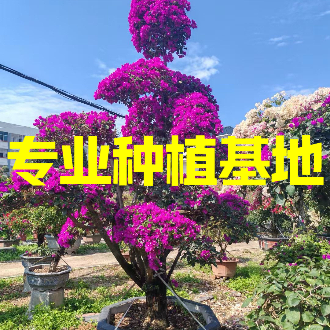 三角梅老桩盆栽带花苞四季开花爬藤植物室内阳台庭院花卉绿植盆景