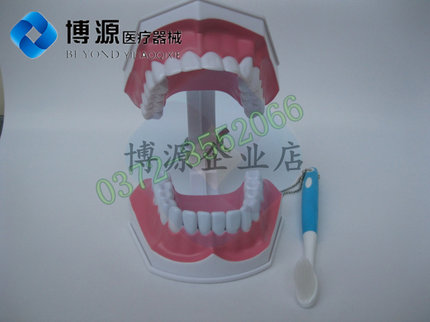 牙科口腔正畸带托槽假牙模型 医患沟通教学模型 矫正练习模型