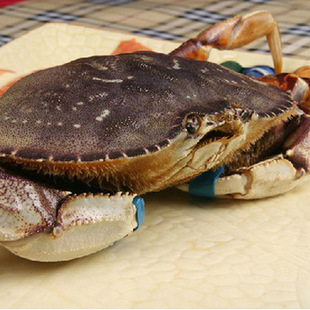 鲜活珍宝蟹1只900-1100g 顺丰包邮 十年老店 哈鲜食铺