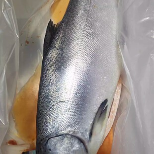 冰鲜新西兰帝王鲑三文鱼整条9斤多退少补 顺丰包邮 上海可闪送