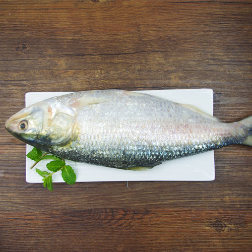 鲥鱼大条顺丰包邮十年老店