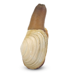 1 Fresh Live Geoduck в Канаде 2,1-2,5 килограмма Бесплатная доставка на SF Express Festival Festival Limited Dry Clams Ha Fresh Food Shop