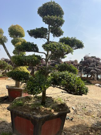 精品庭院桩黄杨盆景，四季常青，适合南北方生长 。