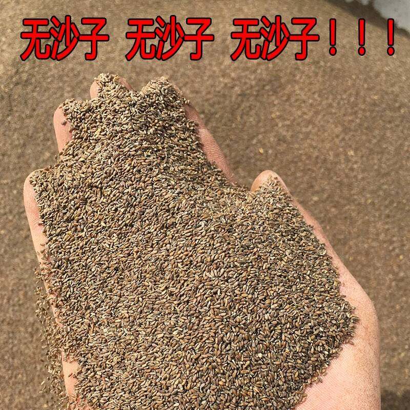 沙蒿籽野生蒿子粉沙蒿粉蒿籽沙蒿胶面丹沙蒿粉食品添加剂