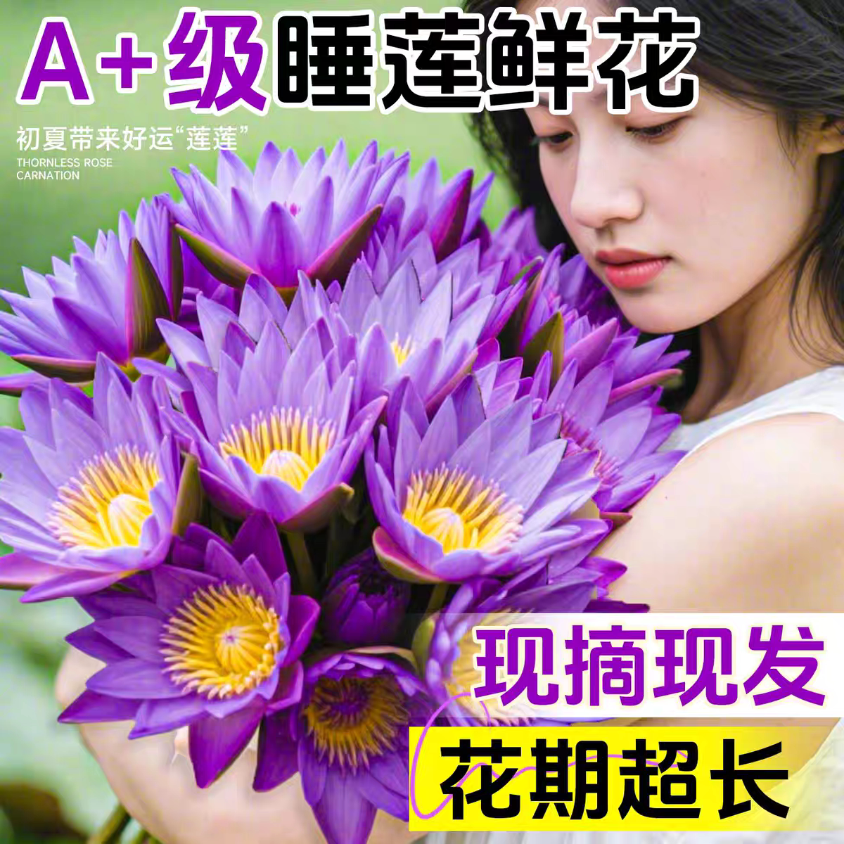 大花蕙兰盆栽带花苞室内客厅办公室桌面四季好养花卉