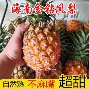 當(dāng)季 海南金鉆樹上自然熟鳳梨17號(hào)應(yīng)季 新鮮現(xiàn)摘小水果無眼整箱特產(chǎn)