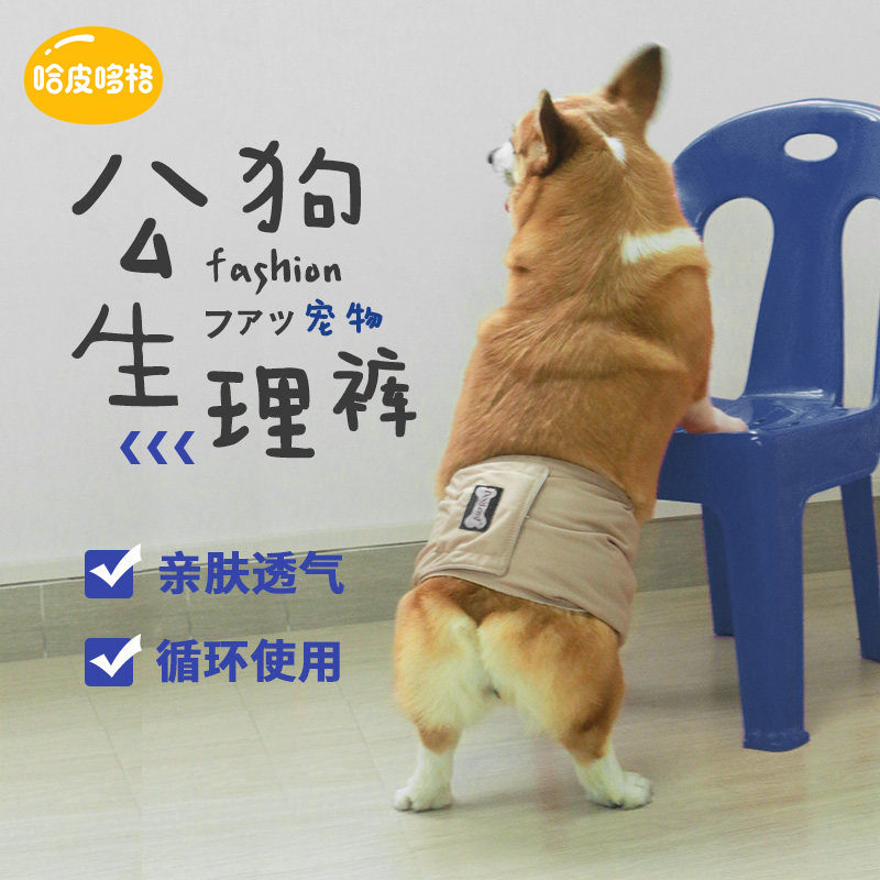 宠物狗狗公狗生理裤礼貌带尿裤公专用内裤柯基泰迪生理期安全用品