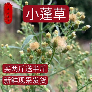 小蓬草新鲜采挖飞蓬草破布艾小山艾清胆草药小飞蓬葵花草整棵