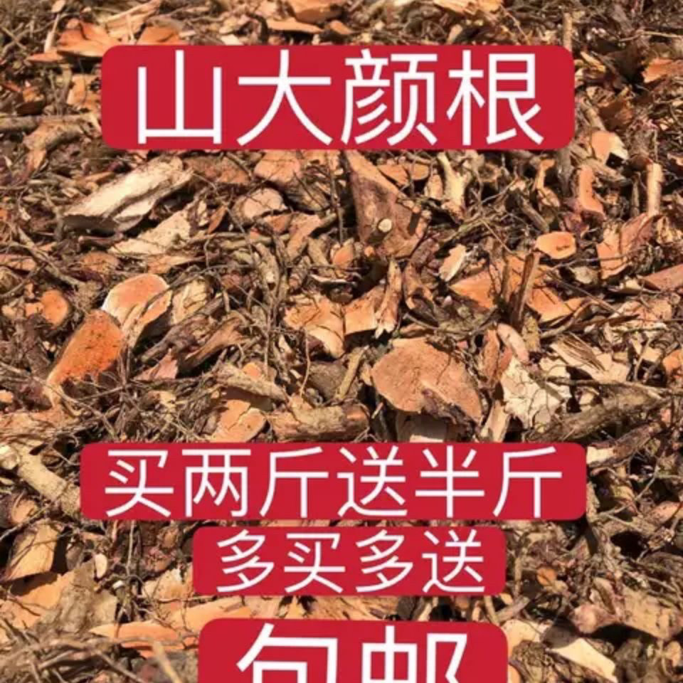 野生山大颜纯根干品 500克 包邮 九节木 大罗伞 刀火筒树中草药材