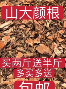 野生山大颜纯根干品 500克 包邮 九节木 大罗伞 刀火筒树中草药材