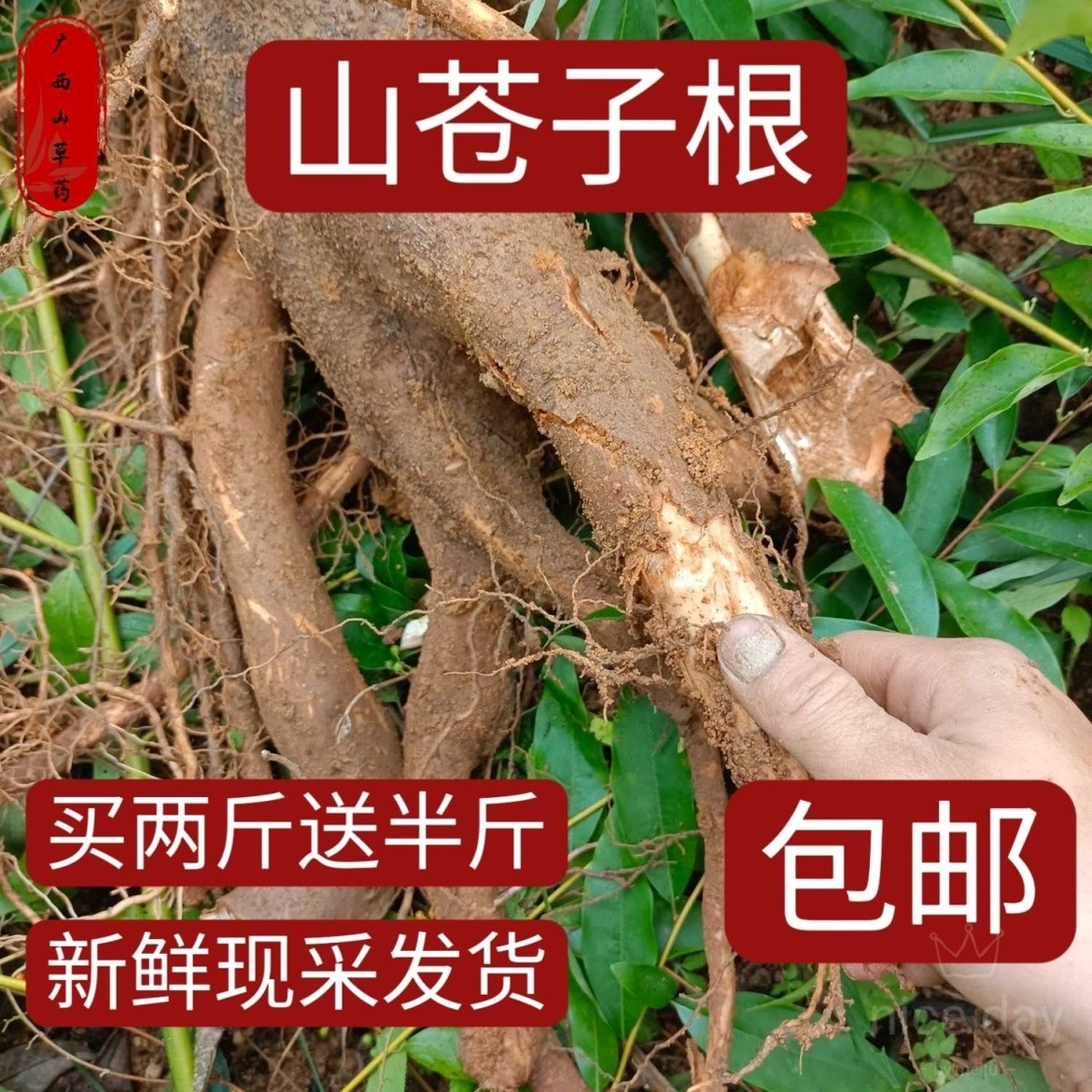 新鲜山苍子根500克包邮 新鲜/干品/苗  木香子木姜子煲汤