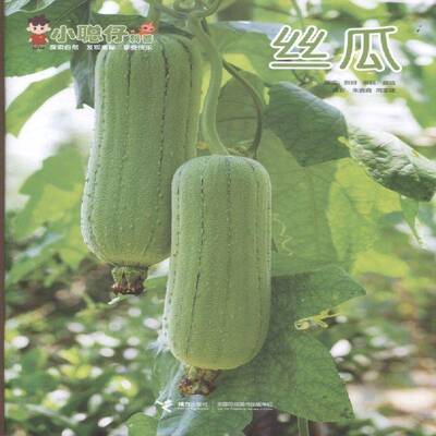 小聪仔·科普版 2024年-3期 期刊杂志期刊杂志订阅 过刊 过期期刊 过期杂志书刊学术期刊书籍