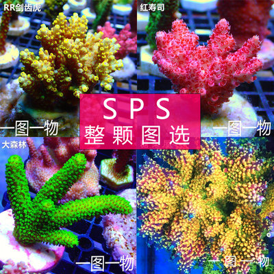 SPS珊瑚长枝叠瓦RR品种海水珊瑚