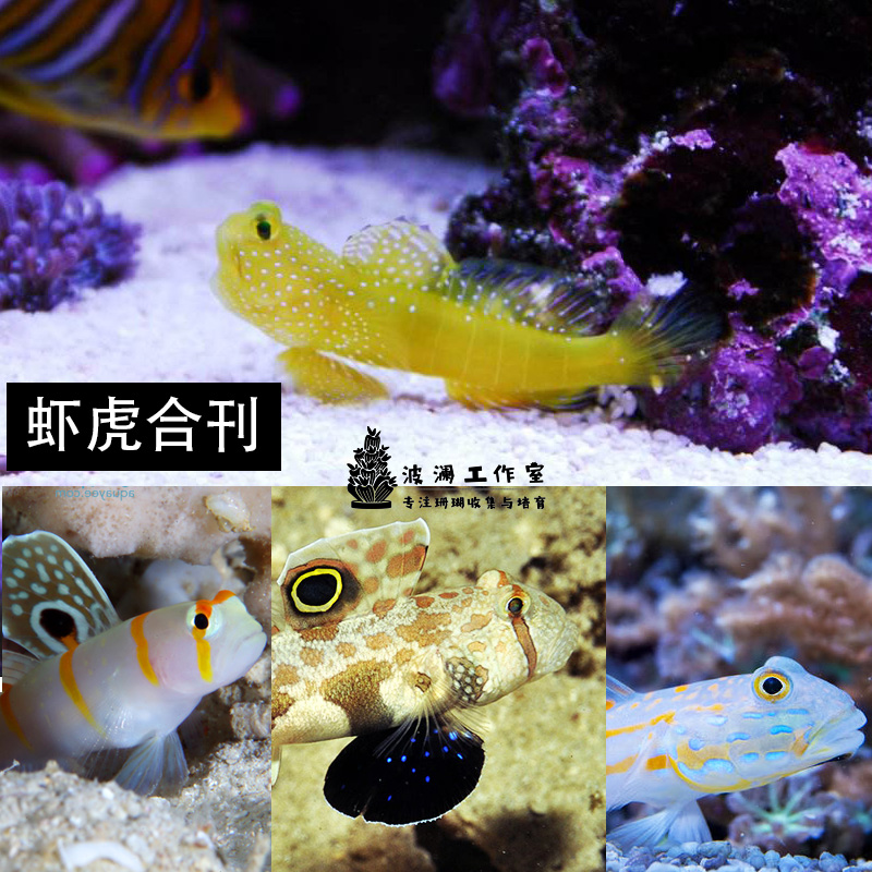 海水鱼活体黄金虾虎 金头虾虎  虾虎 钻石哨兵小丑虾虎翻砂吃藻