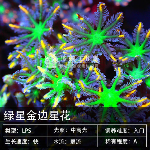 新手珊瑚好养软体珊瑚双色星花