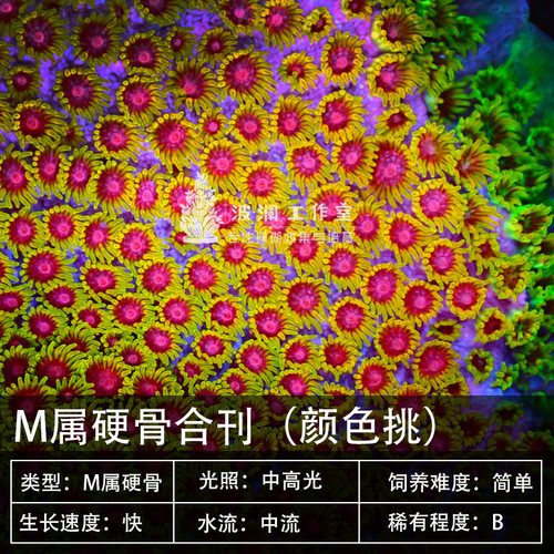 脑珊瑚质量怎么样 脑珊瑚口碑怎么样 小麦优选