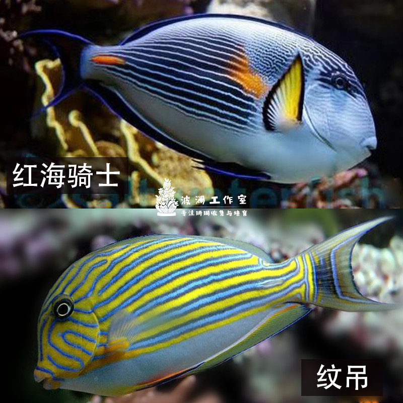 红海骑士红线纹吊波纹吊耳斑一字虎吊观赏鱼活体生物海水鱼缸顺丰