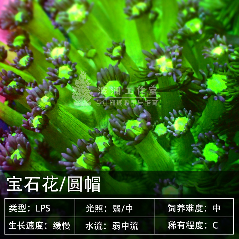 双色圆帽蓝圆帽紫圆帽珊瑚海水鱼活体珊瑚定水发货快递包活宝石花