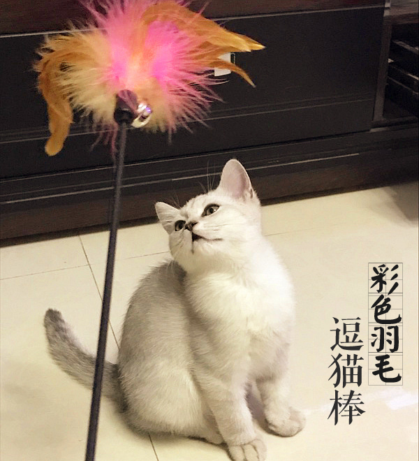 滿49包郵 貓玩具 逗貓棒寵物彩色羽毛 帶鈴鐺仿兔毛 逗貓棒 60cm