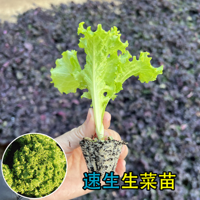 耐寒生菜苗带土山东寿光