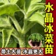 水晶冰菜苗秧苗冰草苗四季 盆栽阳台种植蔬菜苗冰菜种苗寿光春秋