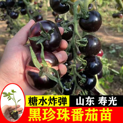 各类番茄苗圣女果秧苗