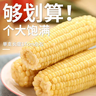 【谷田记】糯玉米新鲜即食粘糯真空减黏餐肥甜东北糯玉米