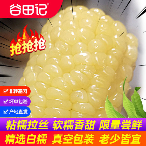 东北白糯玉米谷田记精选大棒