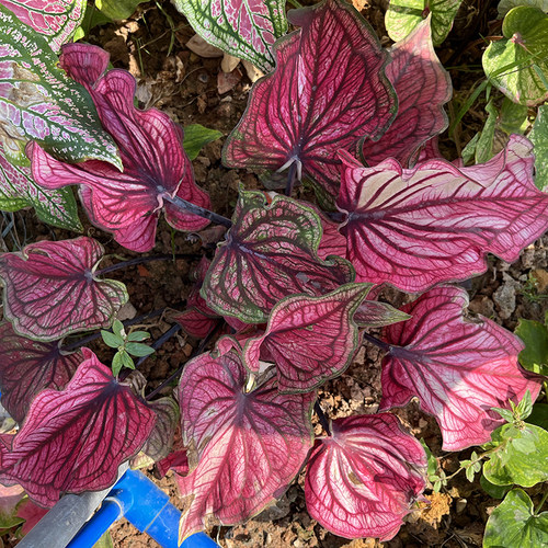 彩叶芋新品草莓千禧观叶盆栽