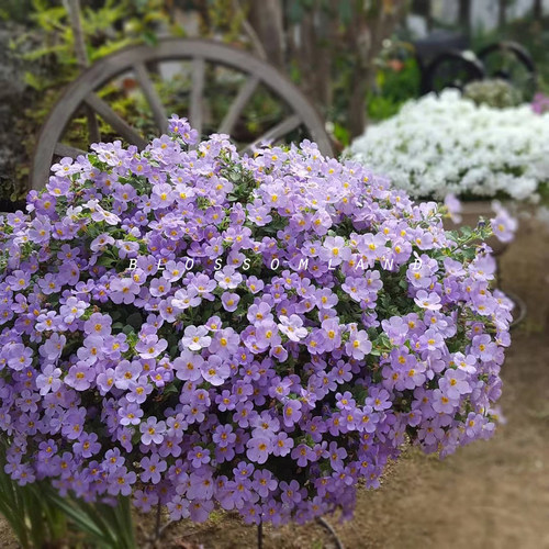 暖暖半岛百可花草本阳台多季节