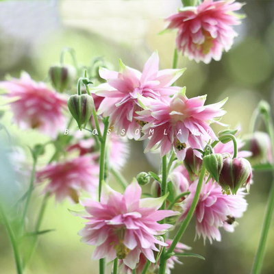 半岛耧斗菜多年生宿根花卉庭院