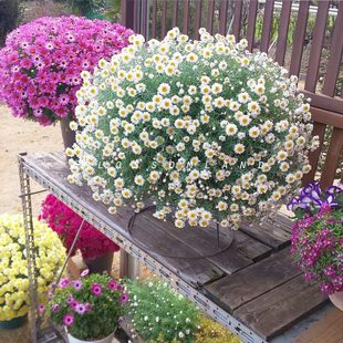 暖暖半岛 鳞托菊 花笺菊纸鳞托多年生宿根花卉盆栽日本进口