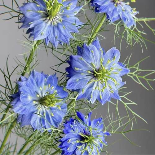 暖暖半岛 黑种草 盆栽苗爆花耐寒阳台庭院花园好养自播能力强