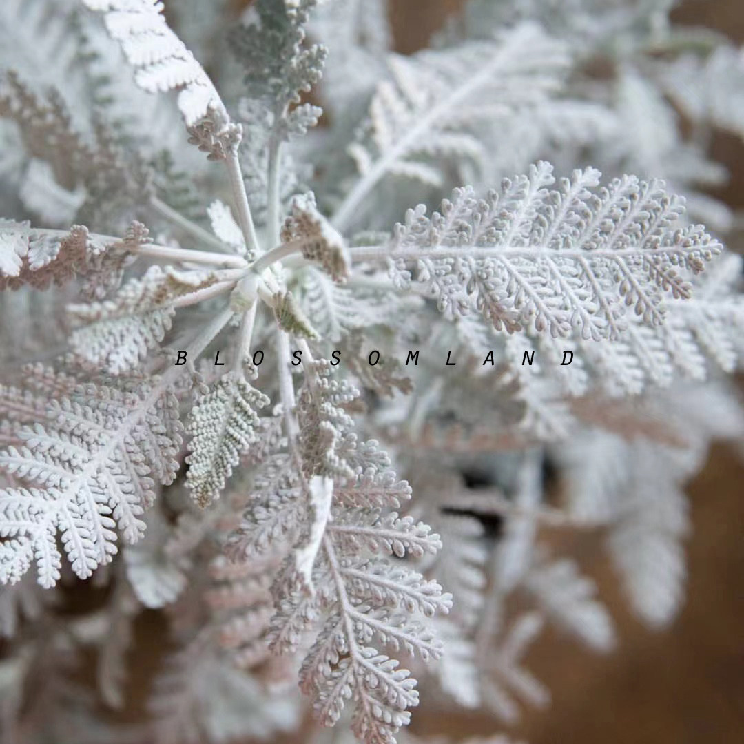 暖暖半岛 蕾丝银叶菊 赛车手耐寒观叶盆栽细腻组盆阳台花园