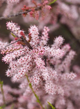 暖暖半岛粉花柽柳