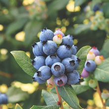 暖暖半岛 蓝莓 蕾络德进口贵族蓝莓南丛矮化可食用庭院阳台盆栽