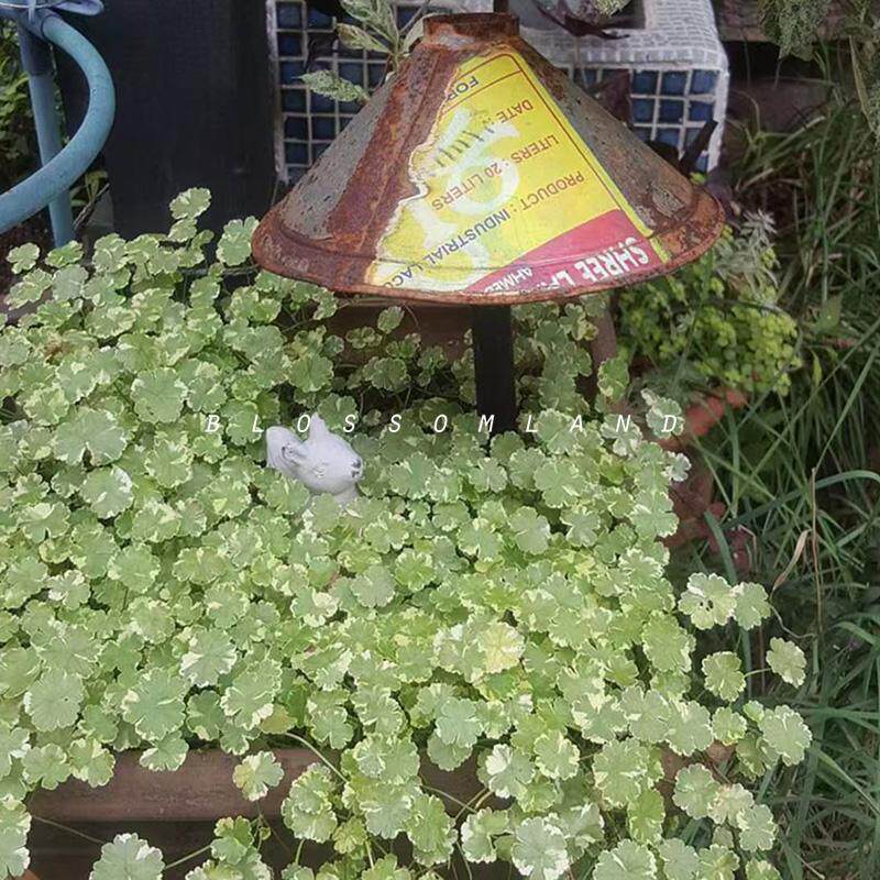 暖暖半岛   花叶天胡荽  草本植物观叶绿植 - 实物图