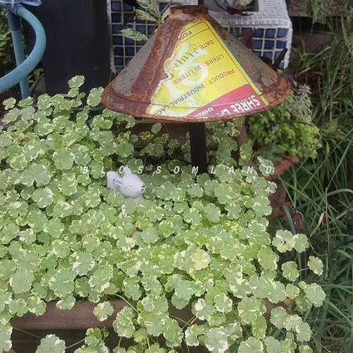 美观阳台室外暖暖半岛盆栽植物