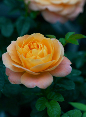 暖暖半岛 果汁阳台 浓香橙色花色微月丰花花大花多推荐阳台盆栽