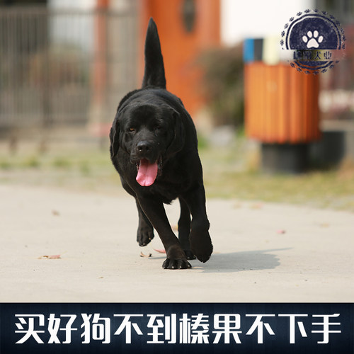 拉布拉多猎犬是一种中大型犬类，个性温和、活泼，智商极高，也对人很友善，是非常适合被选作导盲犬或其他工作犬的狗品种，跟哈士奇（西伯利亚雪撬犬）(对家具可能有攻击性)和金毛寻回猎犬并列三大无攻击性犬类，拉布拉多智商位列世界犬类第七。