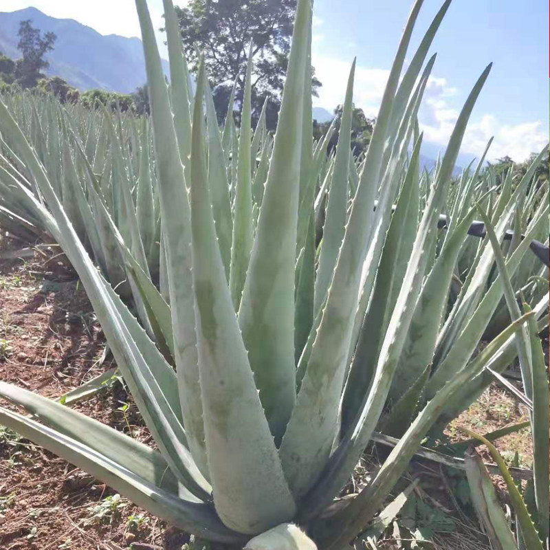 库拉索芦荟盆栽护肤室内种植植物美容食用补水叶片鲜叶种子特大苗