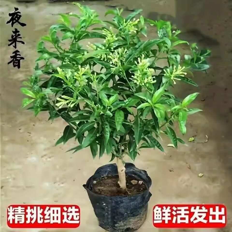 夜来香花树苗盆栽九里香花卉室内阳台驱蚊绿植物鲜花四季开花好养