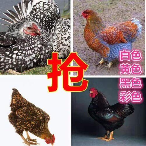 纯种鱼鳞鸡种蛋受精蛋可孵化种蛋大体型宠物鸡观赏鸡梵天怀特多恩