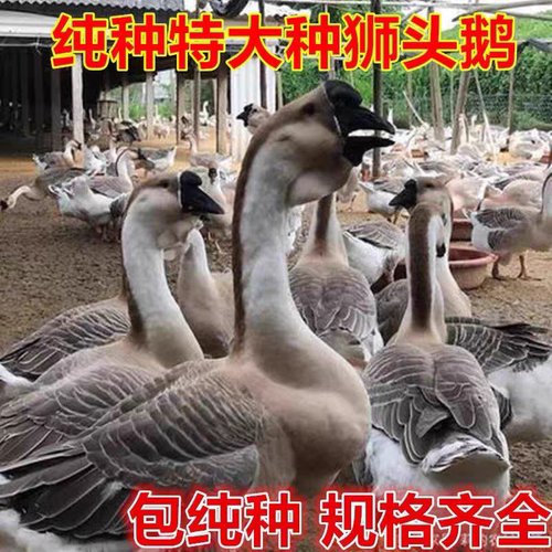 纯种灰色白色狮头鹅种蛋可孵化受精蛋大体型巨型受精蛋新鲜包邮
