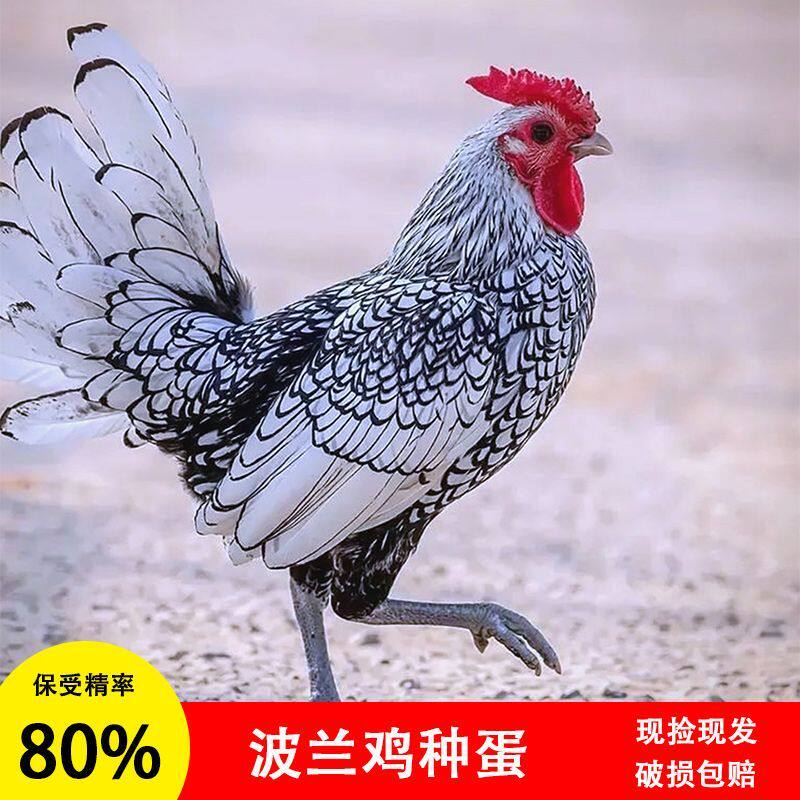 纯种波兰鸡种蛋受精蛋可孵化种蛋宠物鸡