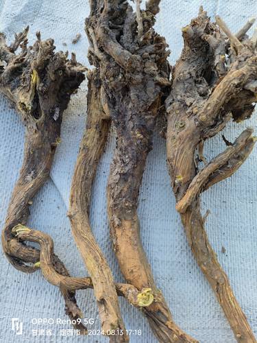 枯芩500克 纯野生黄芩老树桩特级内蒙古枯芩特大个黄芩