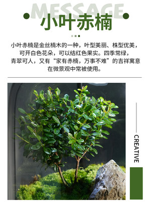 直销桌面植物微景观玻璃生态瓶苔藓成品好养创意绿植室内装饰摆件