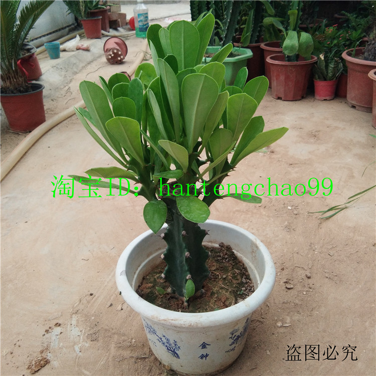 多头霸王鞭盆栽 伞形 龙骨 多肉植物金刚杵 刺金刚植物 量天尺